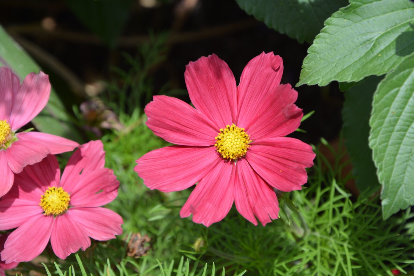 Nikon D5200 sample photo. Red flower, flower been photography