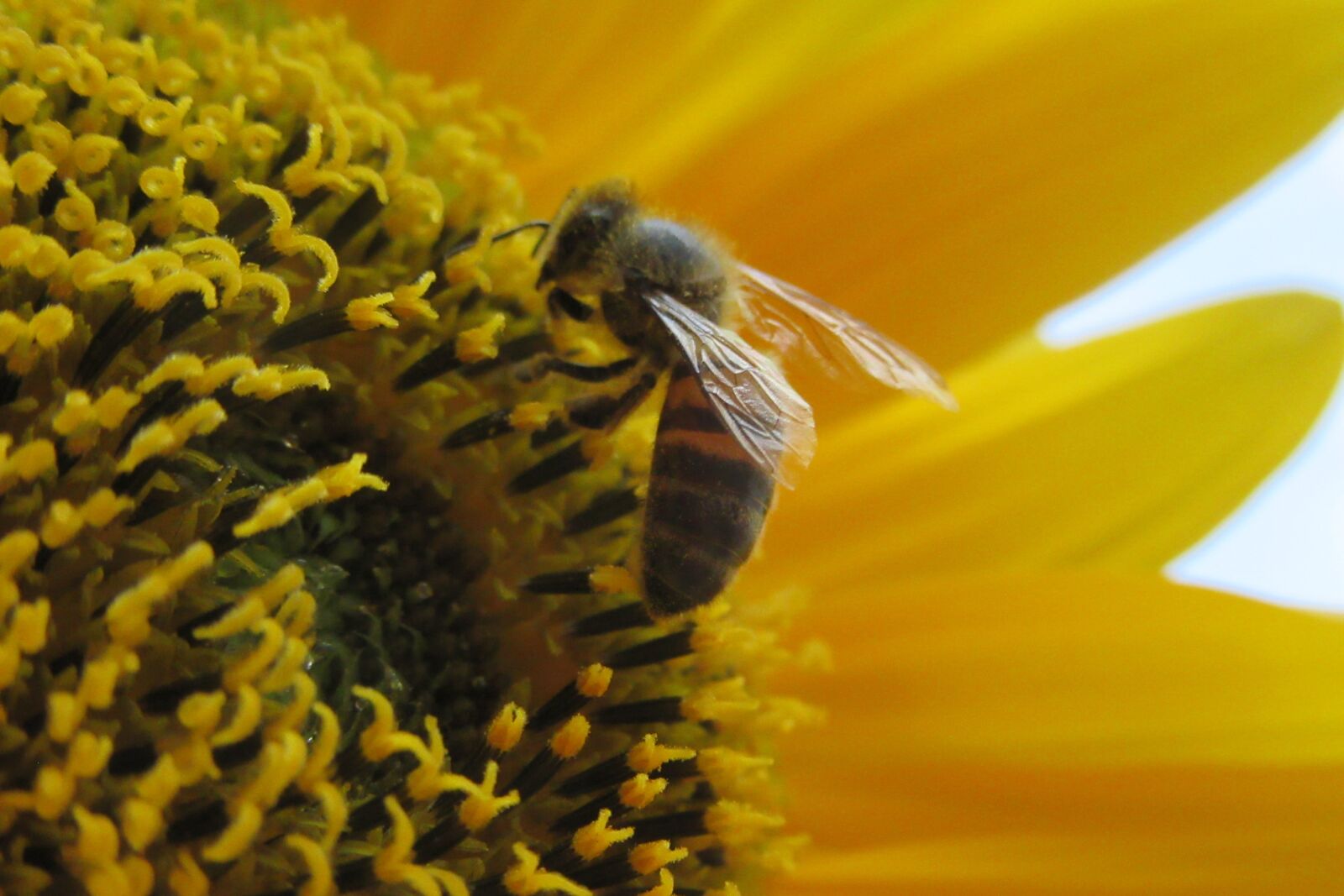 Canon PowerShot SX610 HS sample photo. Bee, flower, pollen photography