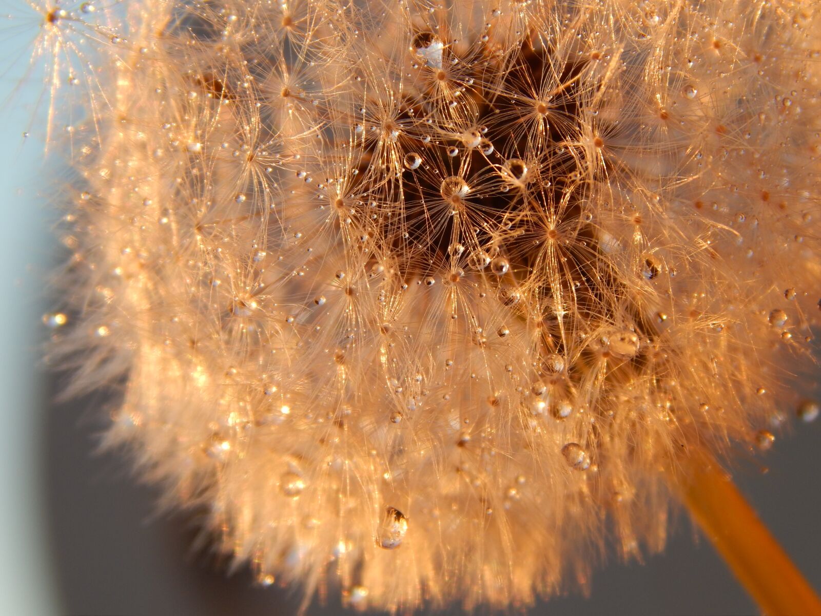 Nikon Coolpix L820 sample photo. Meadow, drops, light photography