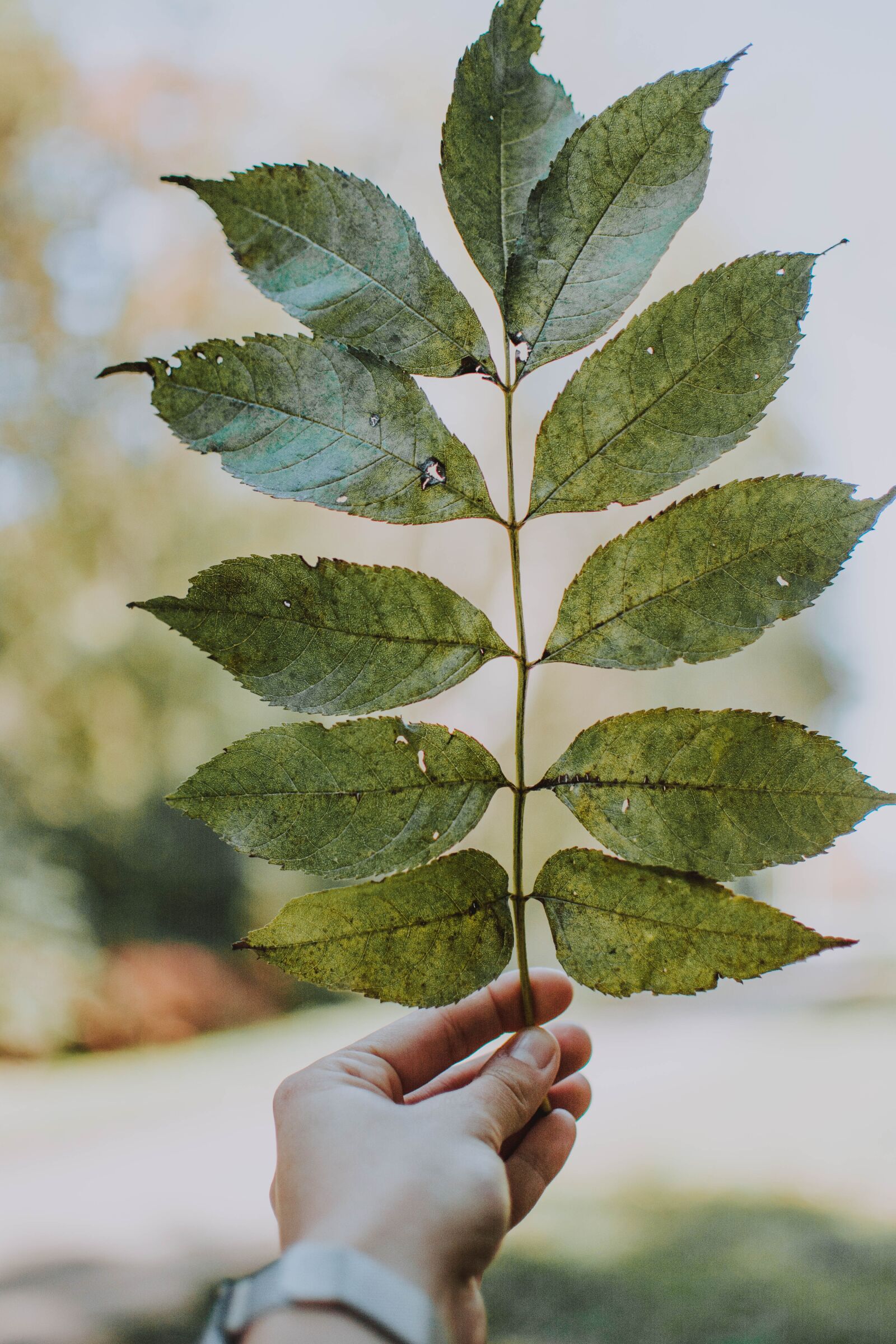 Nikon D5200 sample photo. Woman, hand, leaf photography