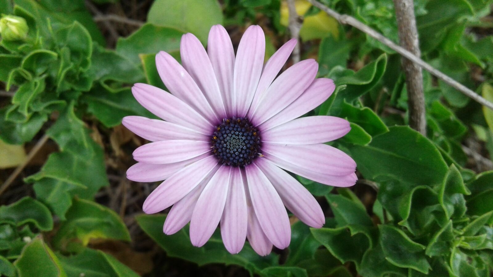 Samsung Galaxy J2 sample photo. Plant, nature, flower photography