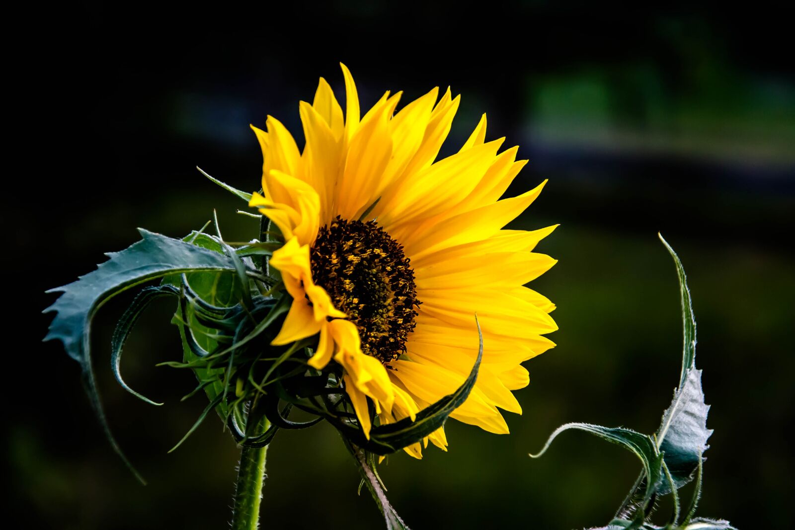 Canon EOS 1100D (EOS Rebel T3 / EOS Kiss X50) sample photo. Summer, flower, yellow photography