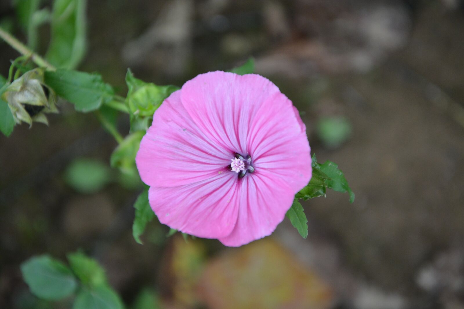 Nikon D5200 sample photo. Flower, flowers, garden photography