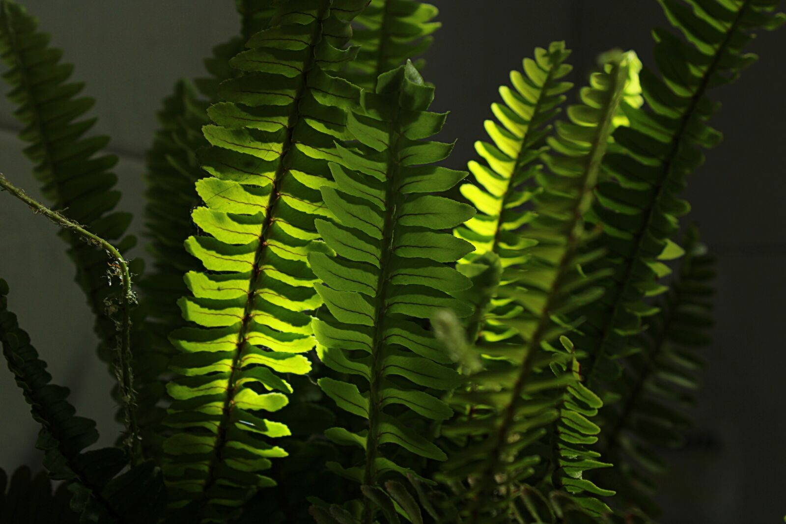 Canon EOS 2000D (EOS Rebel T7 / EOS Kiss X90 / EOS 1500D) sample photo. Boston fern, fern, house photography