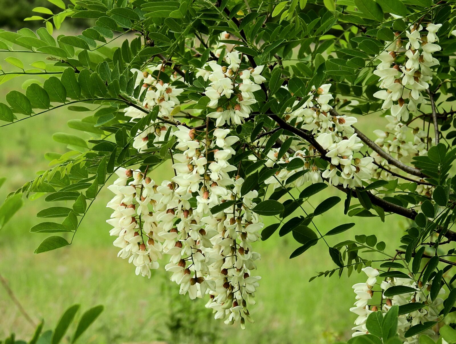 Nikon Coolpix P900 sample photo. Acacia, flowering, spring photography