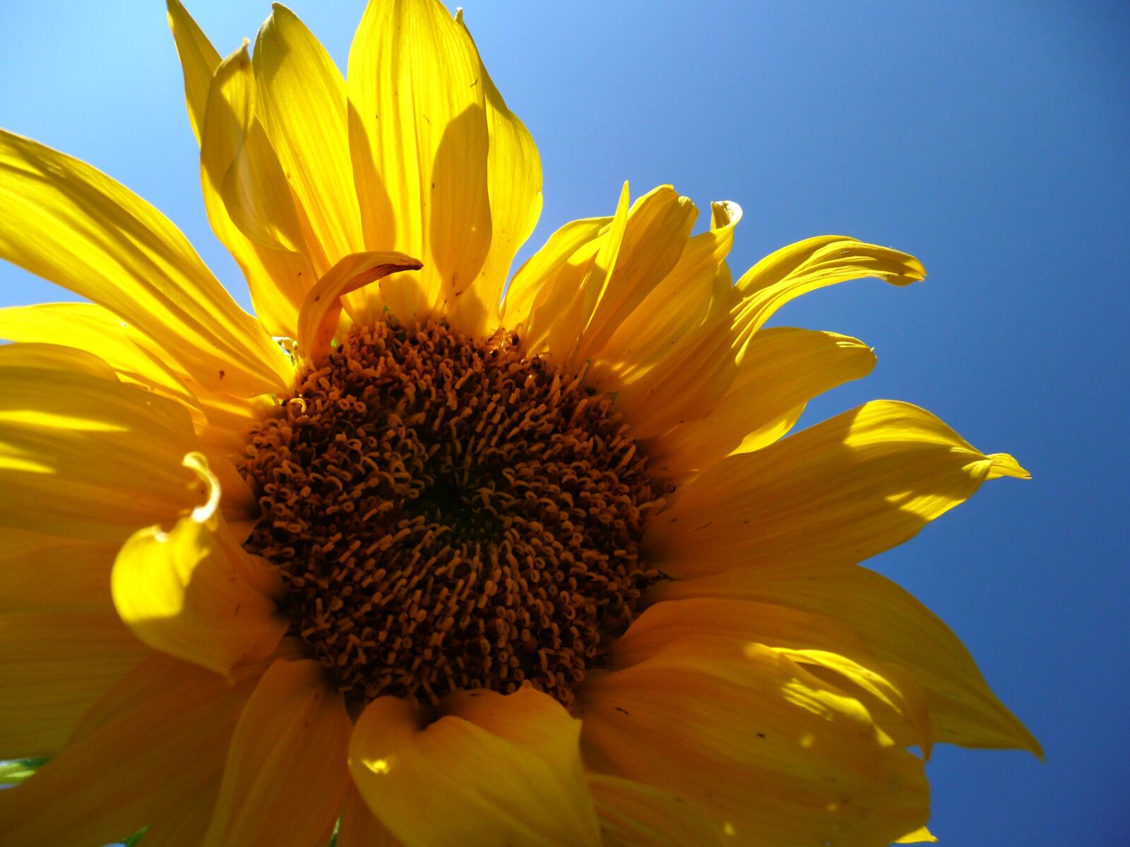 Panasonic DMC-TZ3 sample photo. Sunflower, flower, sunshine photography