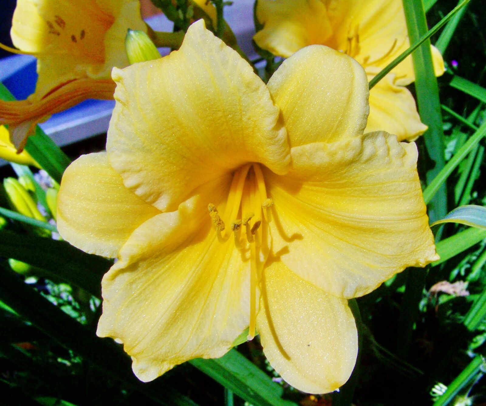 Kodak EASYSHARE ZD710 ZOOM DIGITAL CAMERA sample photo. Lily, pale yellow summer photography