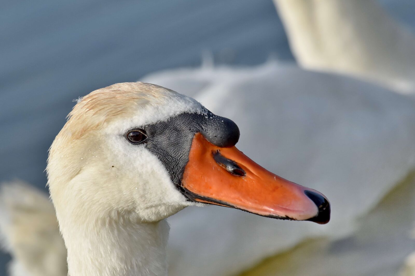 Nikon D5500 sample photo. Beautiful, head, swan, bird photography