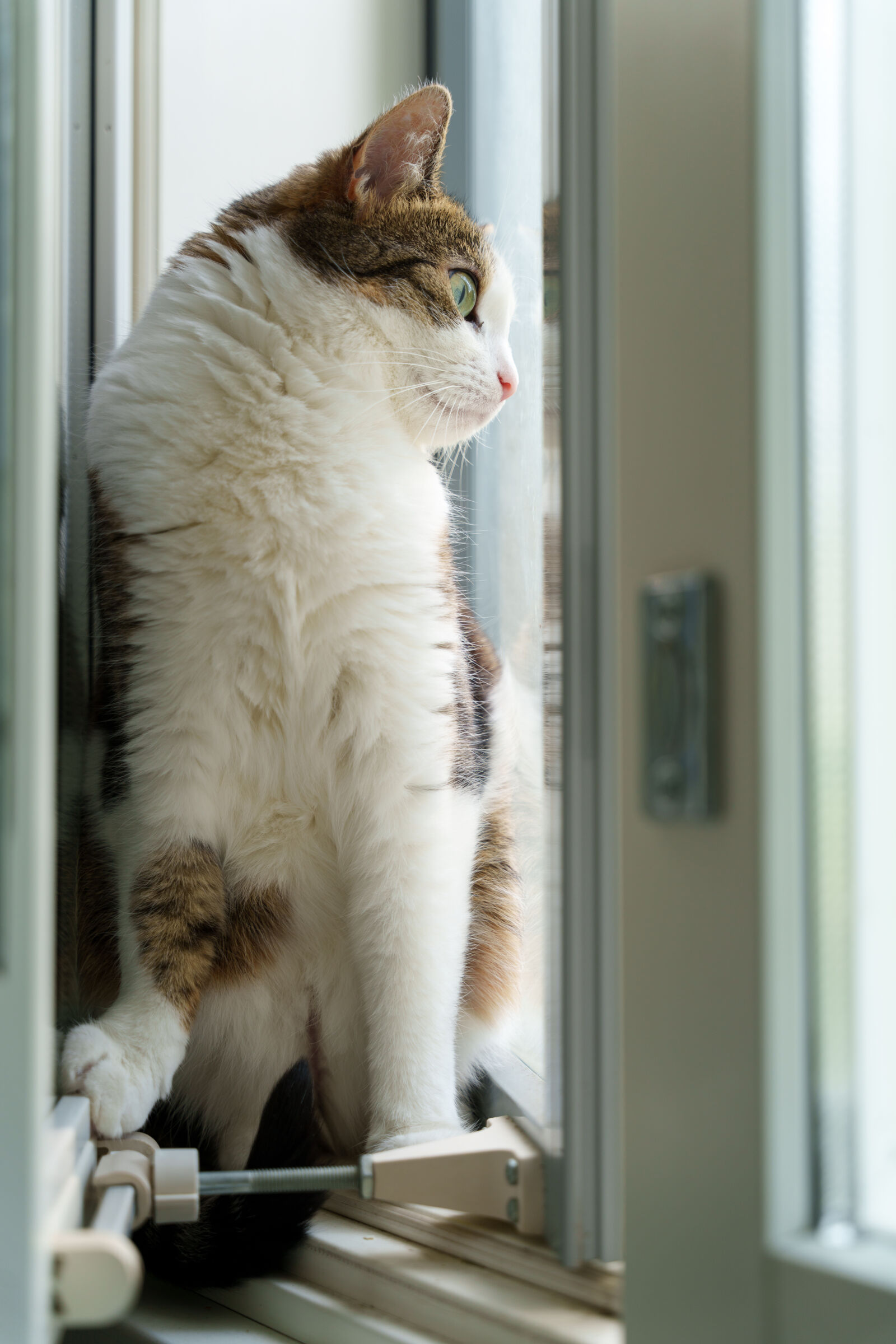 Sony a7R V sample photo. Last neighbourhood watch photography