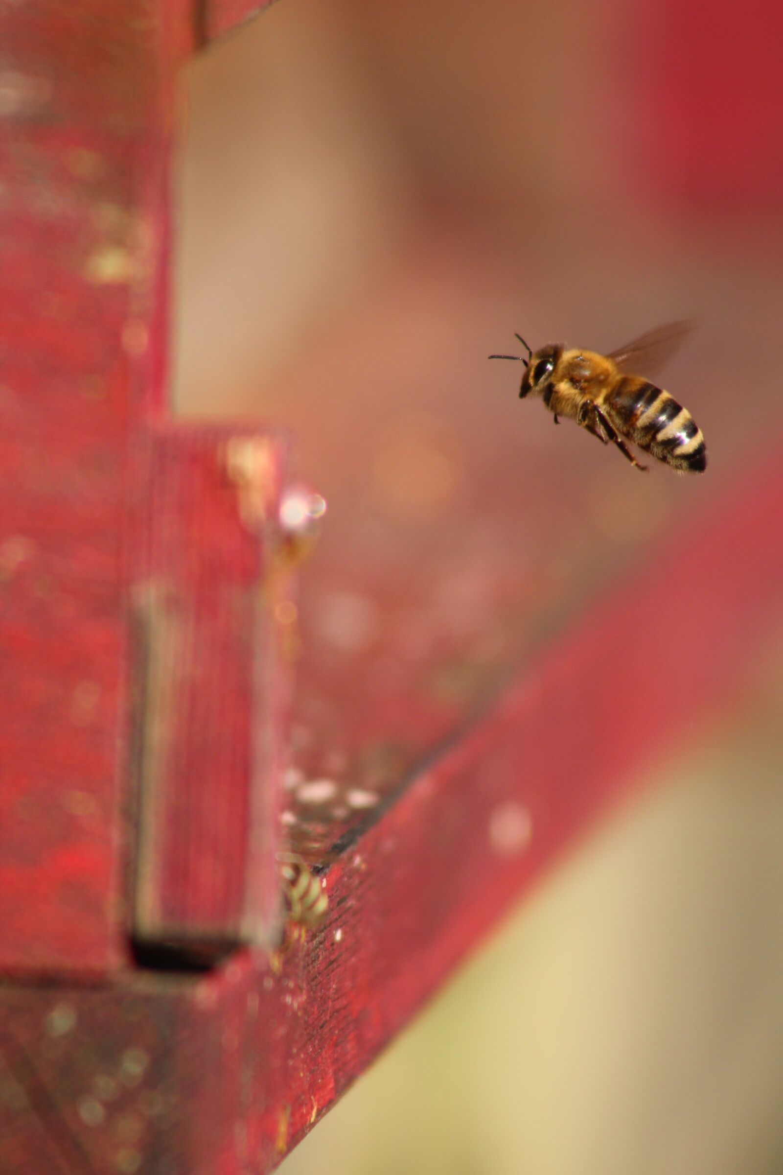 Canon EOS 1300D (EOS Rebel T6 / EOS Kiss X80) sample photo. Bee, prey, beekeeper photography
