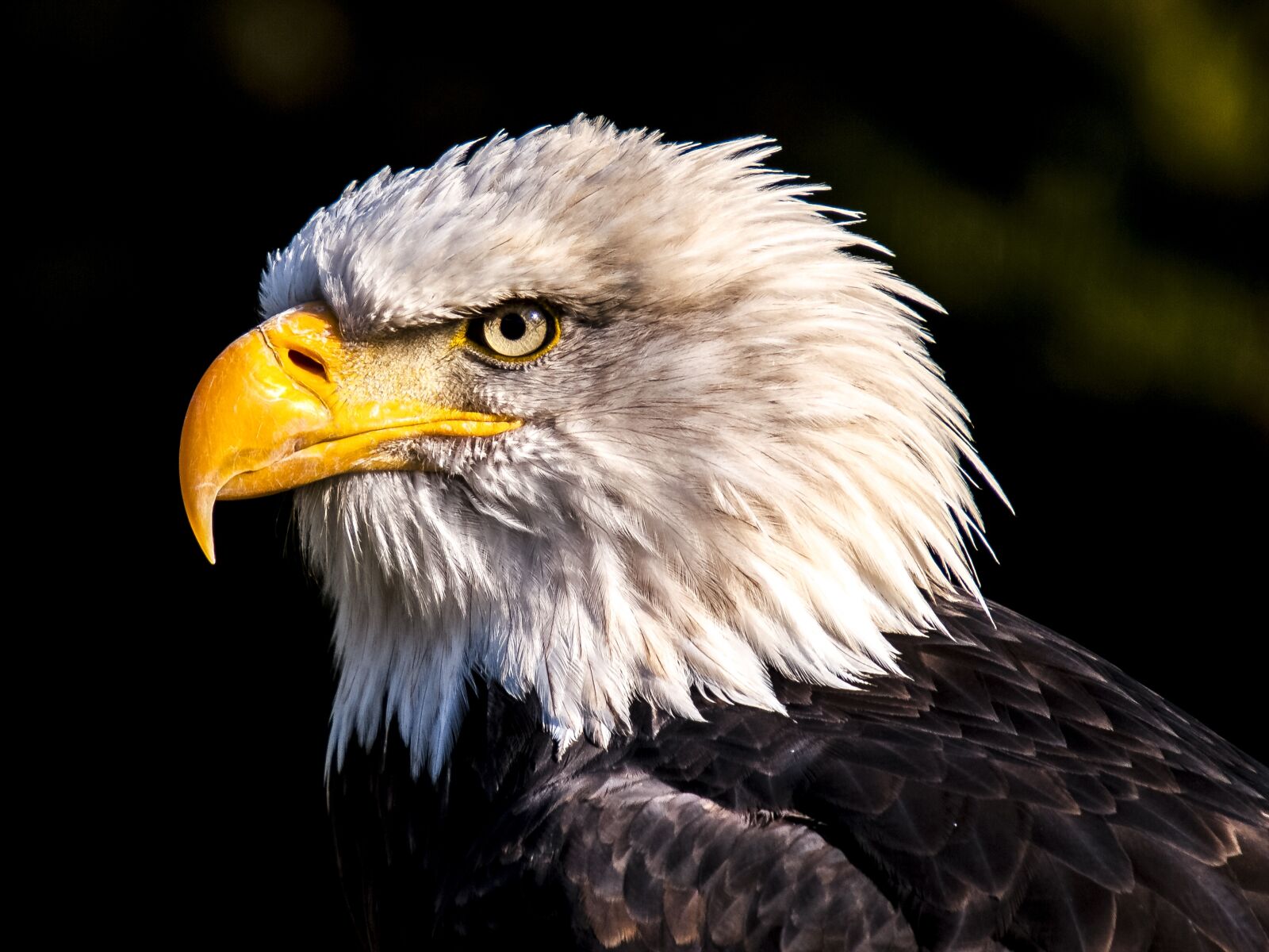 Olympus E-3 sample photo. Adler, white tailed eagle photography