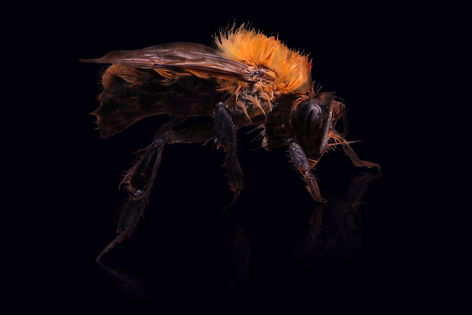 Pentax K-m (K2000) sample photo. Hummel, insect, animal photography