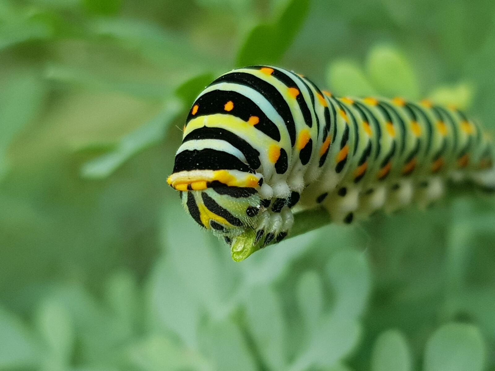 Samsung Galaxy S8+ sample photo. Nature, insect, butterfly photography
