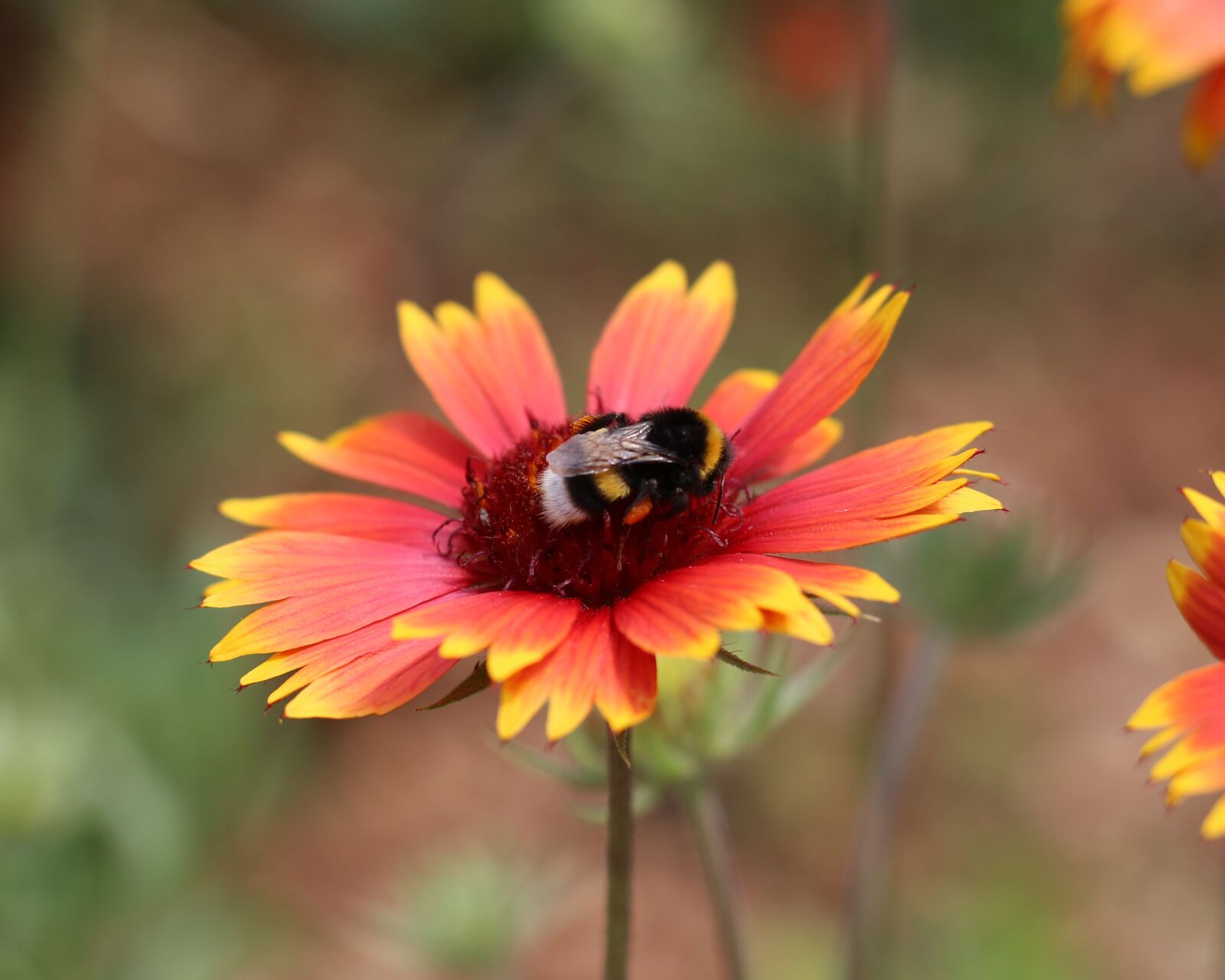 Canon EOS 700D (EOS Rebel T5i / EOS Kiss X7i) sample photo. Firewheel, blanket flower, colorful photography