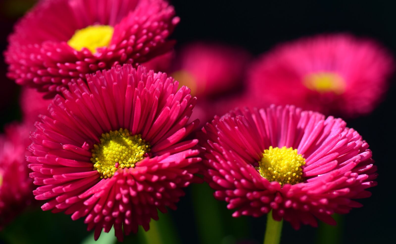Nikon D3300 sample photo. Daisy, red, flower photography