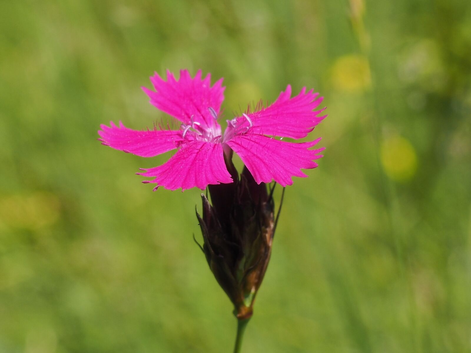 Olympus OM-D E-M10 sample photo. Dianthus, flower, plant photography