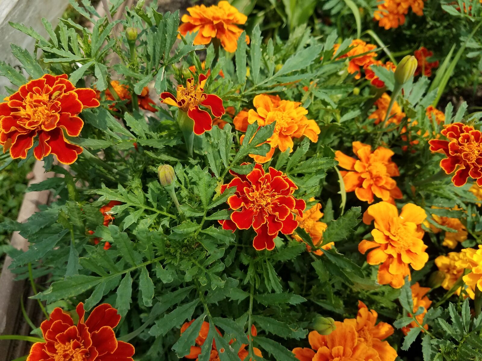 Samsung Galaxy S7 sample photo. Flower, nature, garden photography