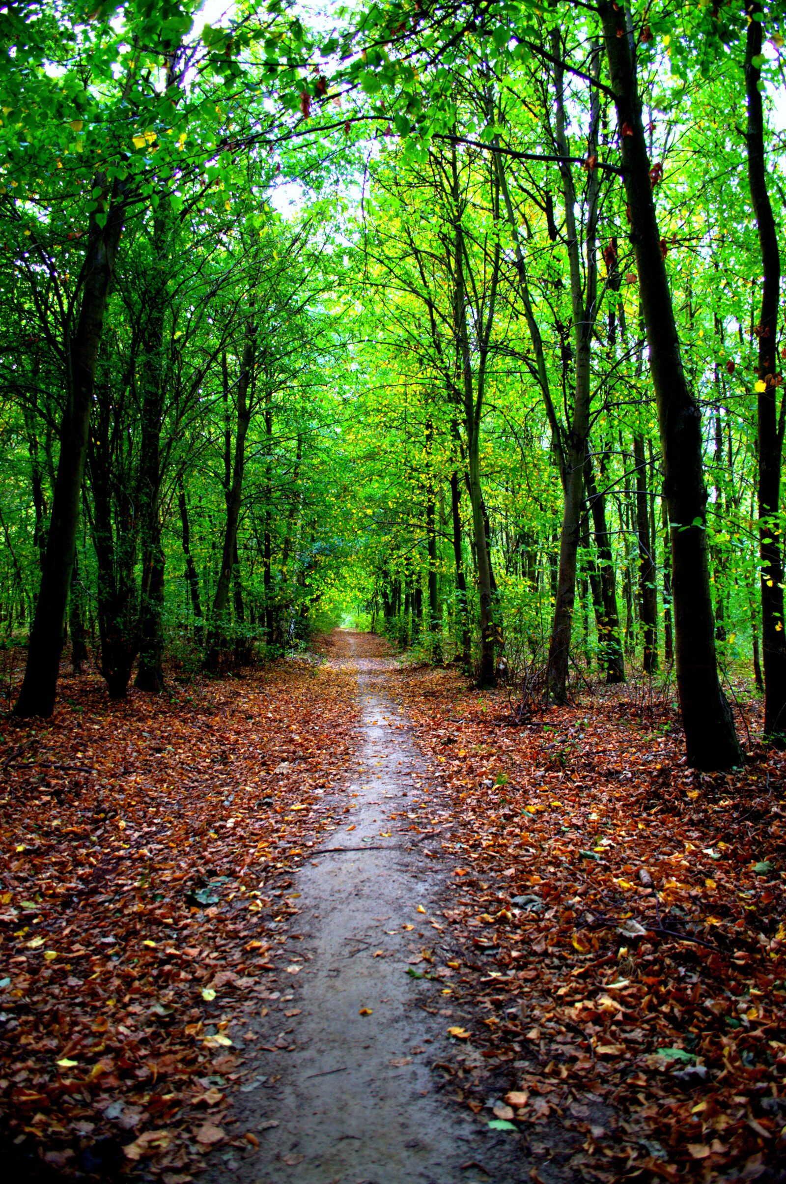 Nikon D3100 sample photo. Autumn landscape, nature, poznan photography