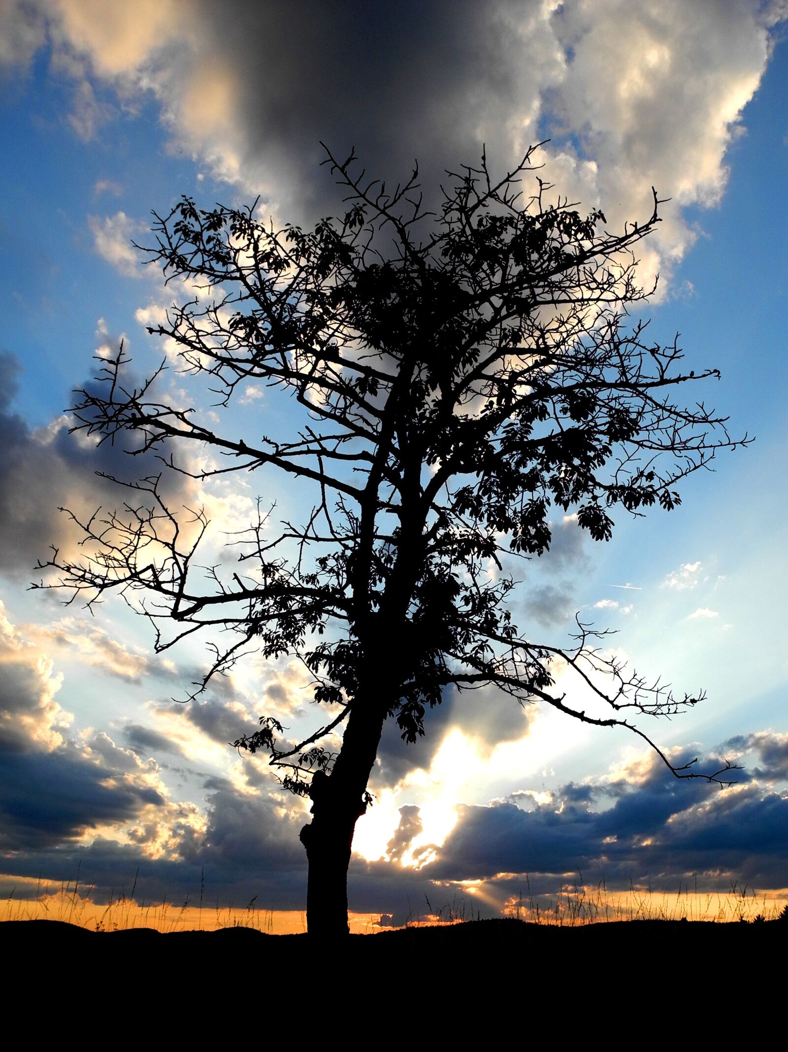 Nikon Coolpix P7000 sample photo. Tree, silhouette, twilight photography