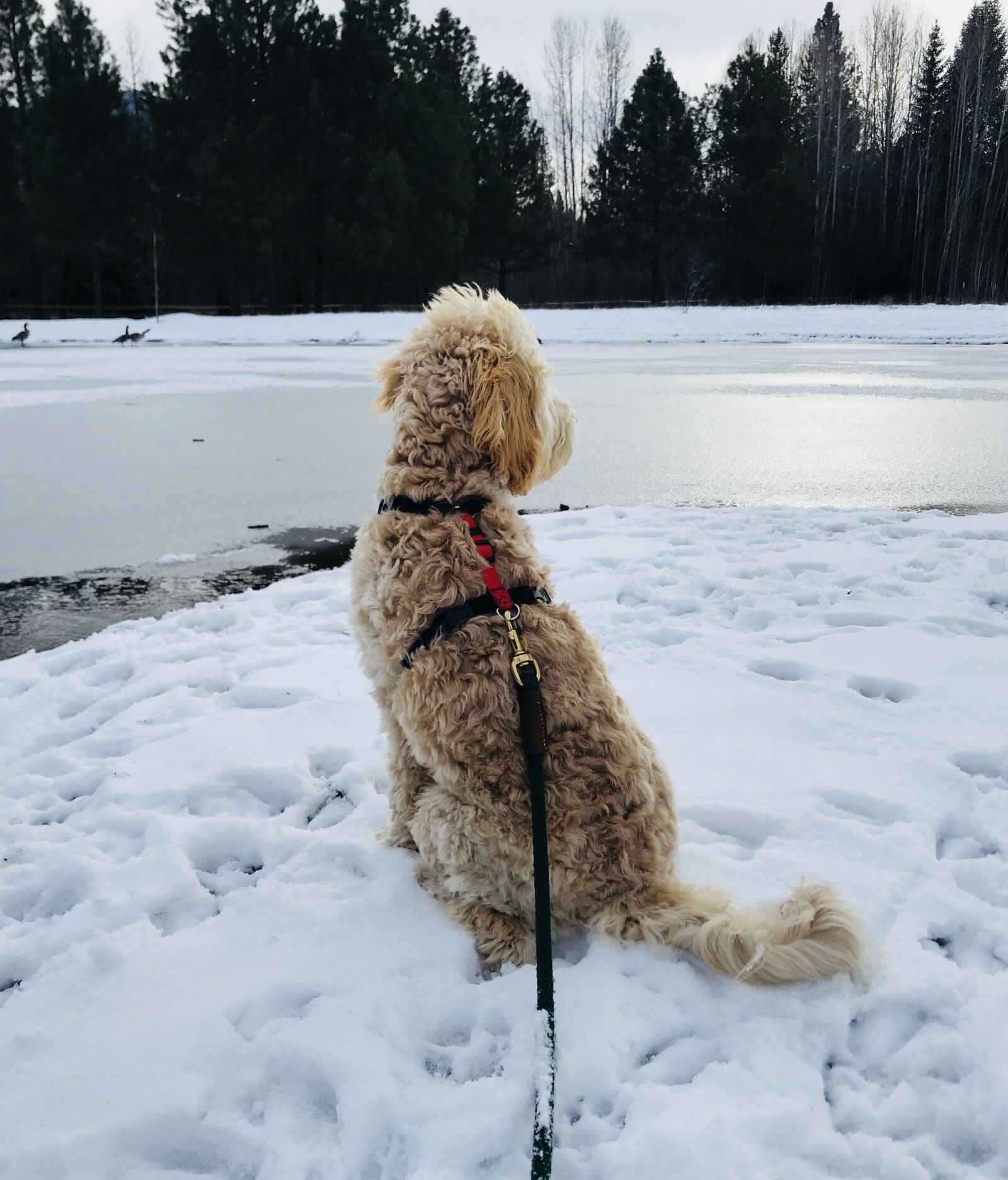 iPhone 7 back camera 3.99mm f/1.8 sample photo. Dog, snow, pets photography