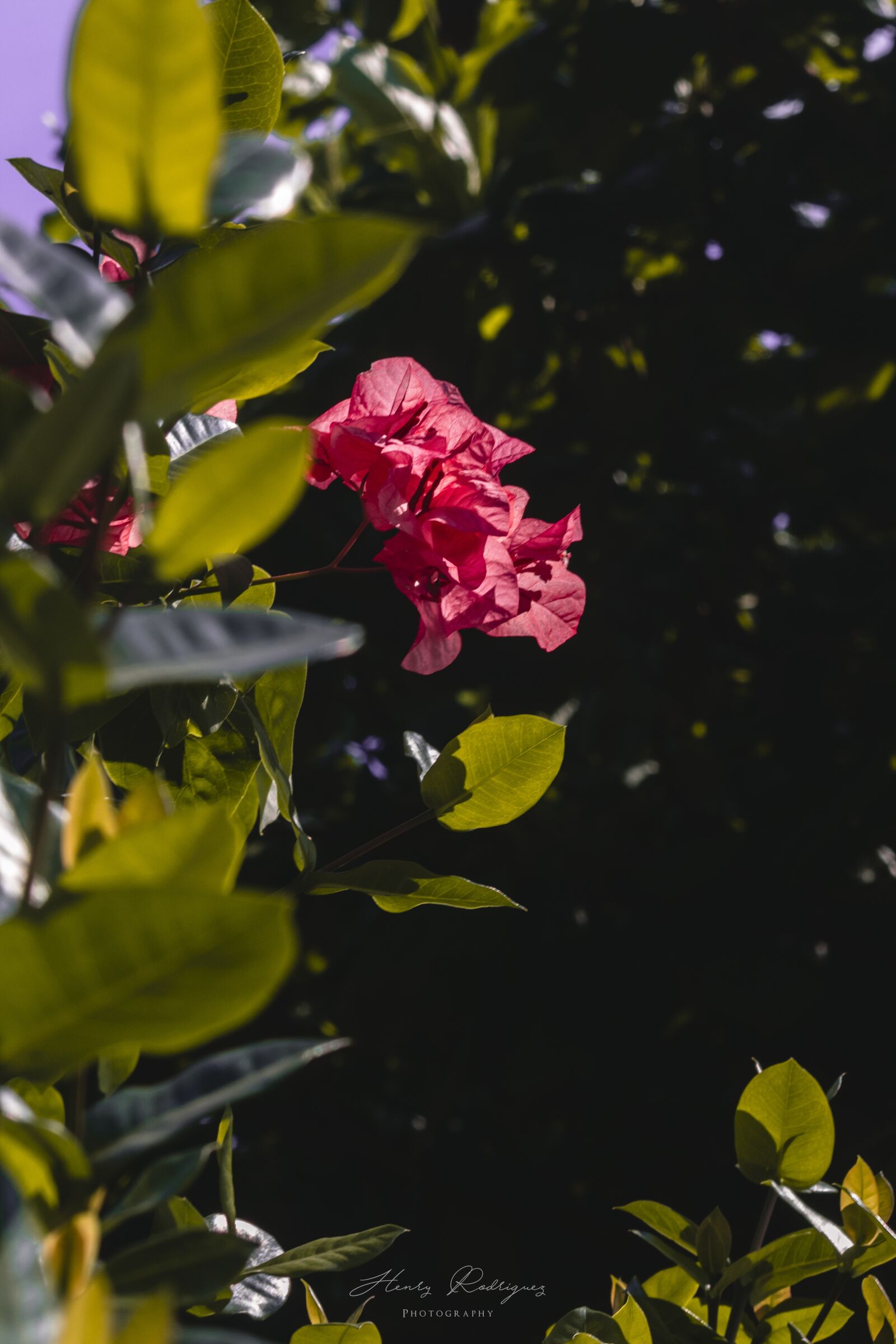 Canon EF 35-80mm F4.0-5.6 III sample photo. Flowers, natural, summer photography