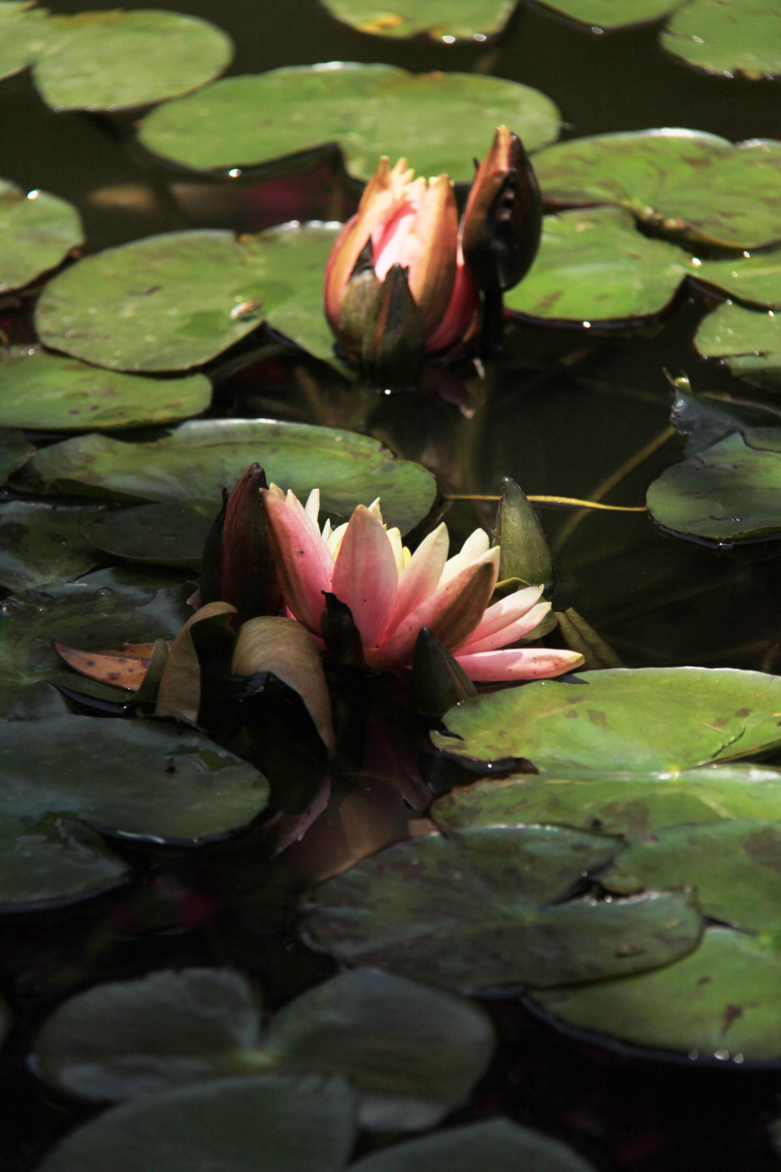 Canon EOS 60D sample photo. Lotus, river, lotus leaf photography