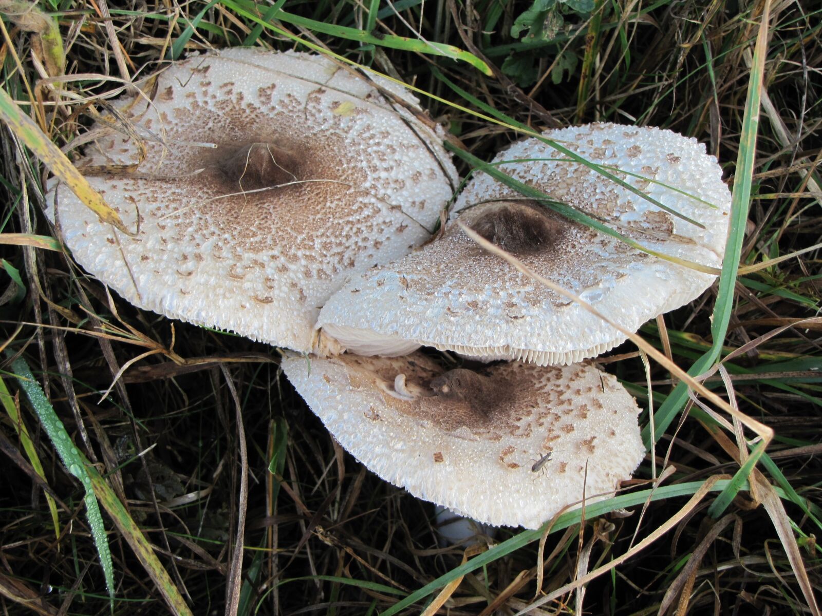 Canon PowerShot SX20 IS sample photo. Mushrooms, forest, autumn photography