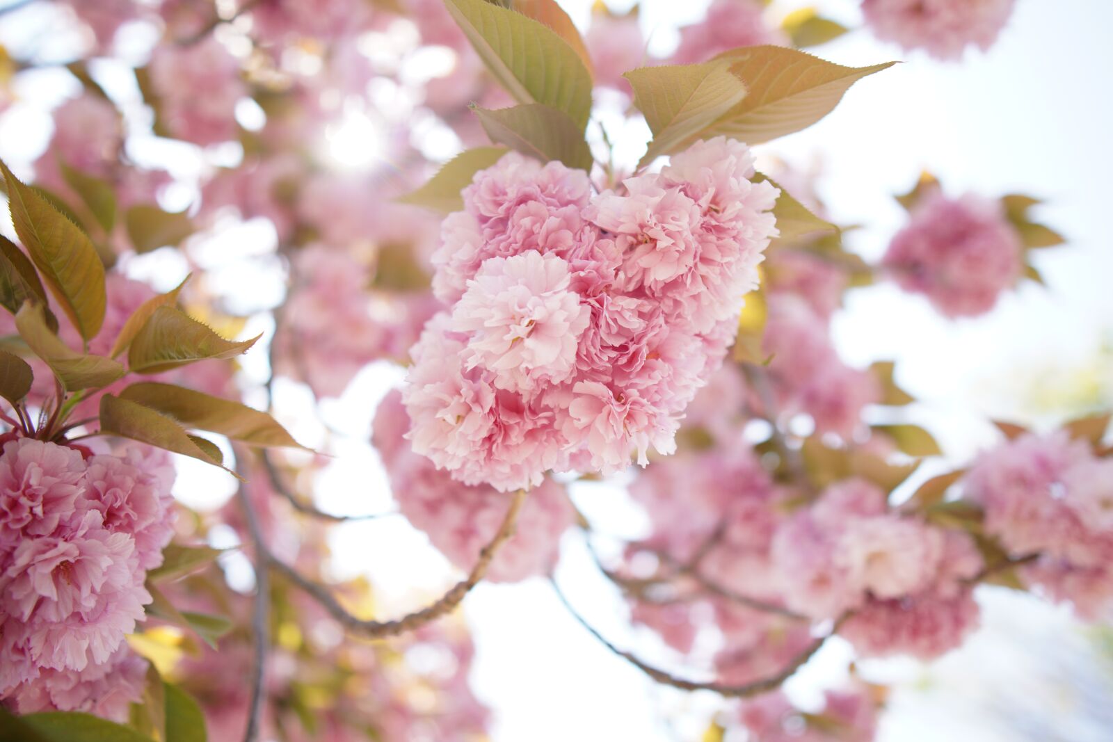 Sony a6400 + Sigma 16mm F1.4 DC DN | C sample photo. Cherry blossoms, flowers, spring photography
