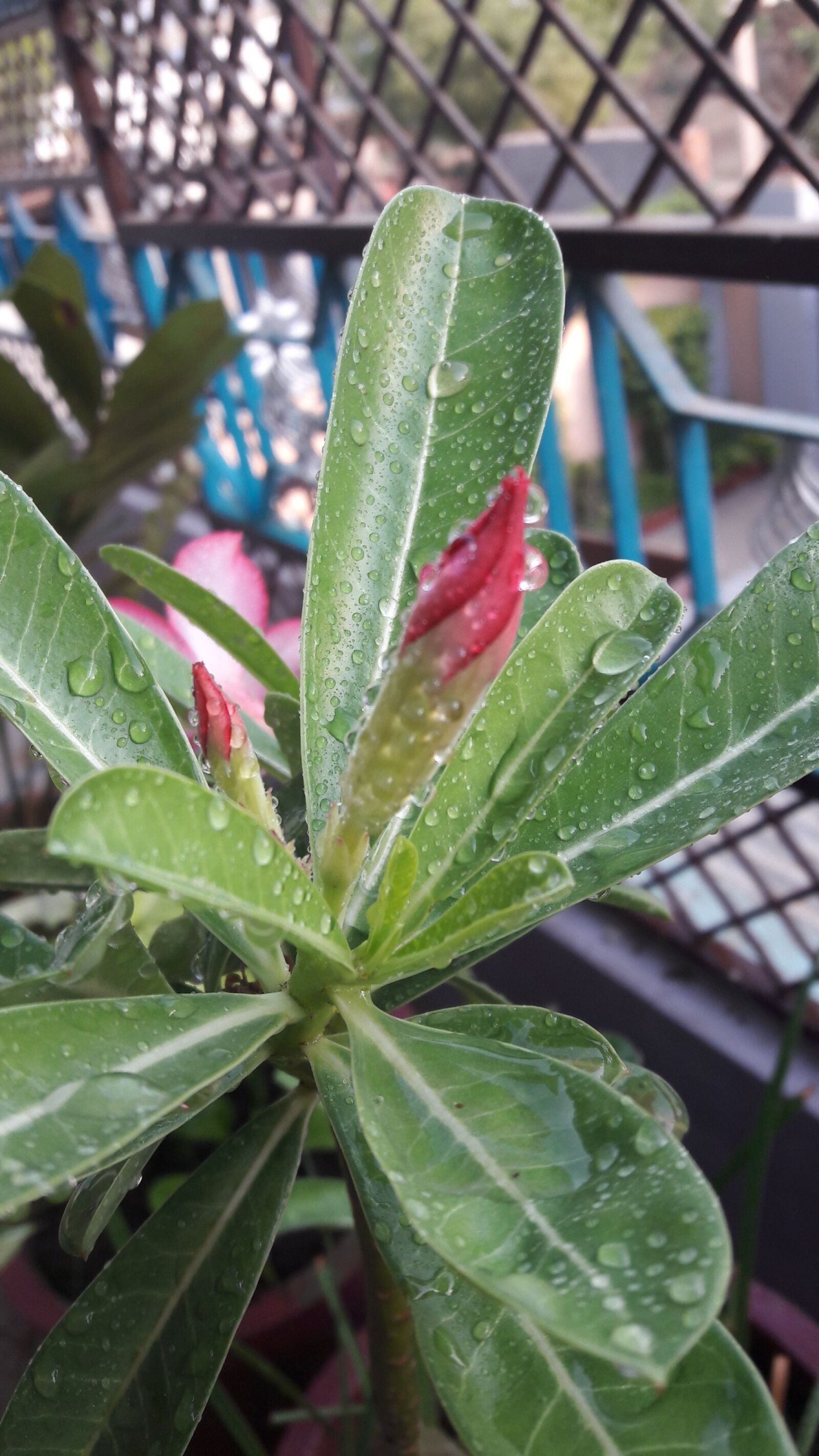 Samsung Galaxy A5(2016) sample photo. Leaf, flora, nature photography
