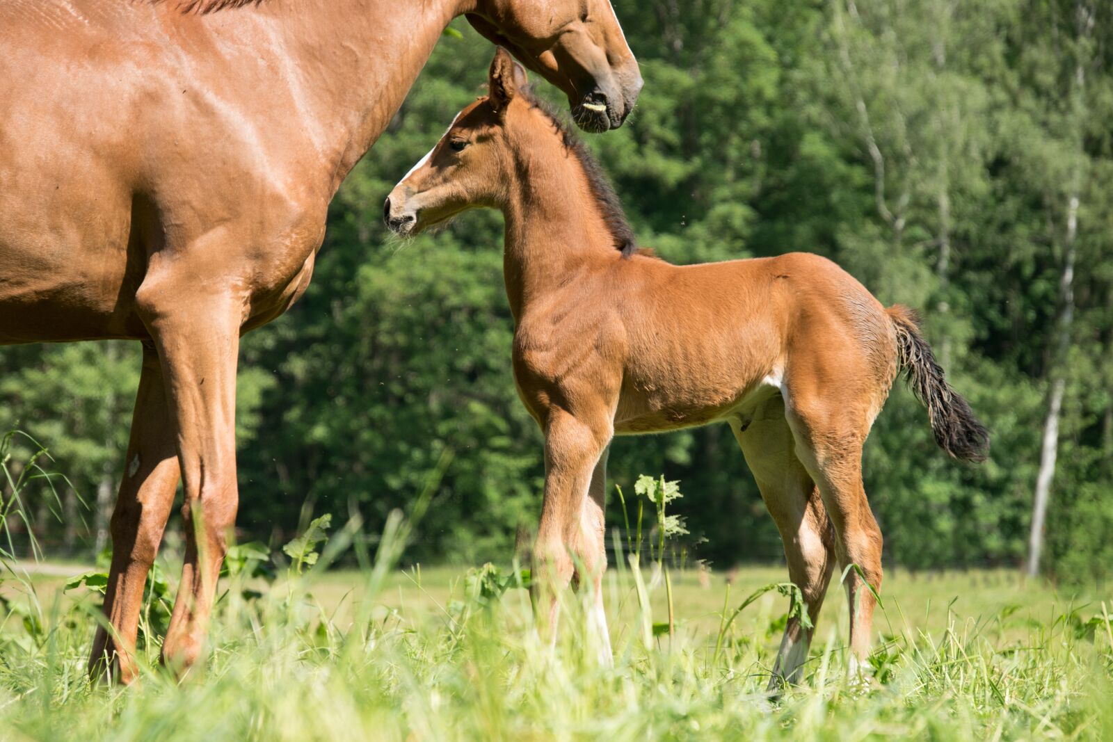 Nikon D3300 sample photo. Foal, mare, horse photography