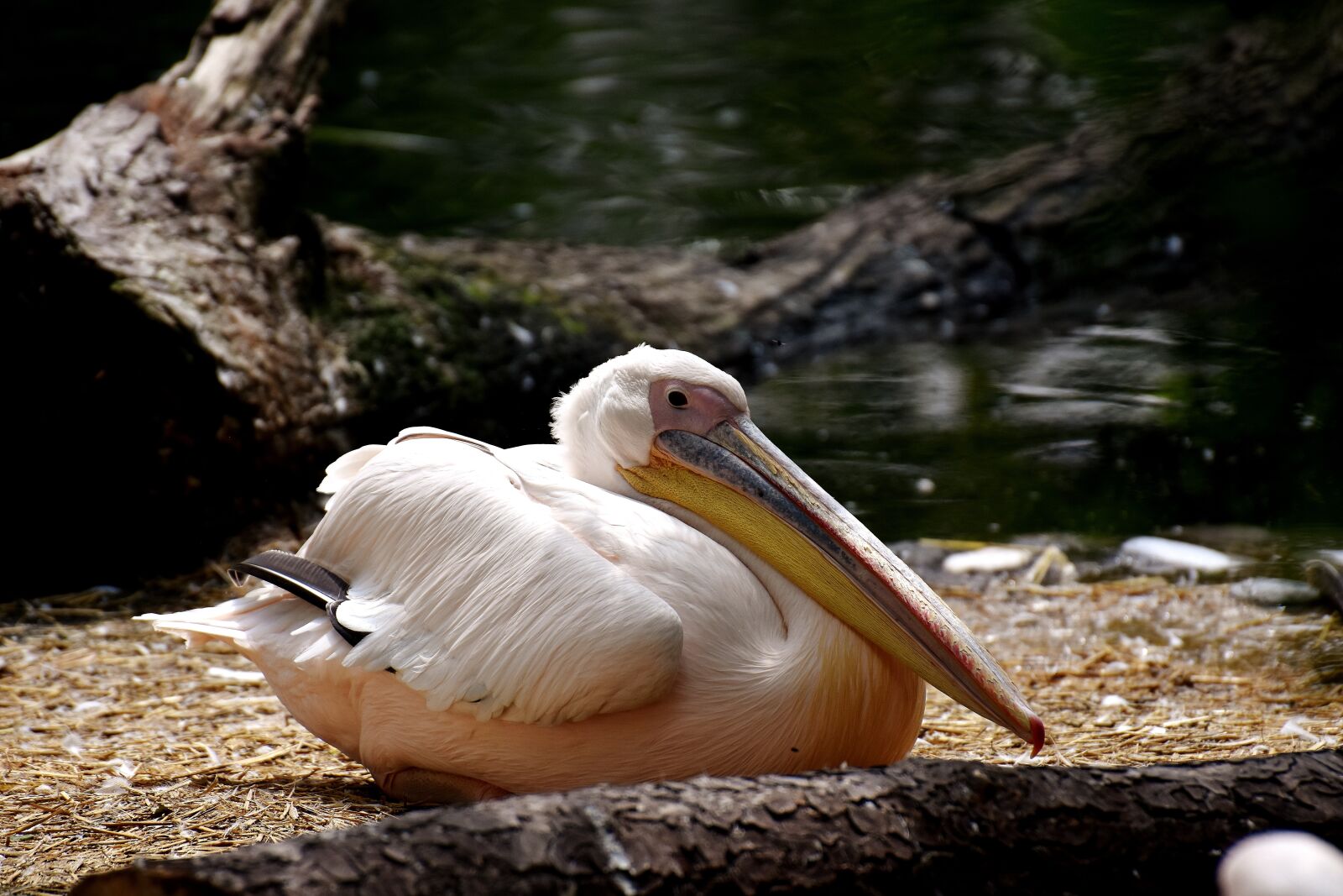 Nikon D7200 sample photo. Pelikan, bird, bill photography