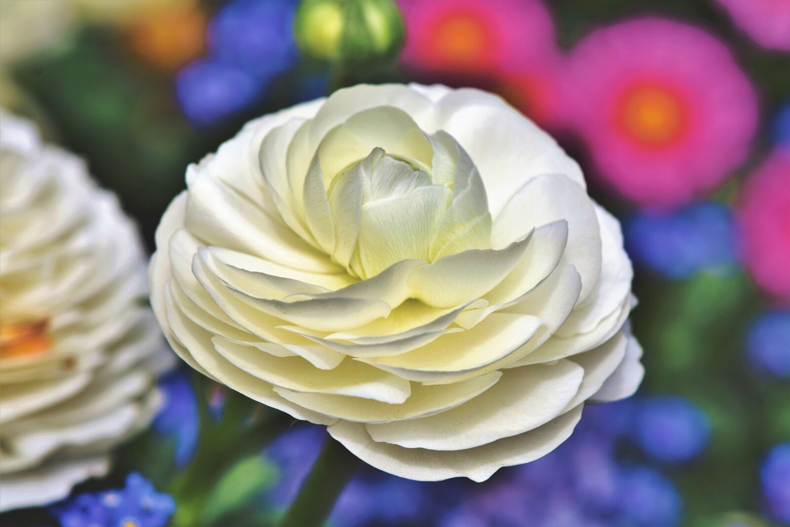 Nikon D7200 sample photo. Ranunculus, flower, blossom photography