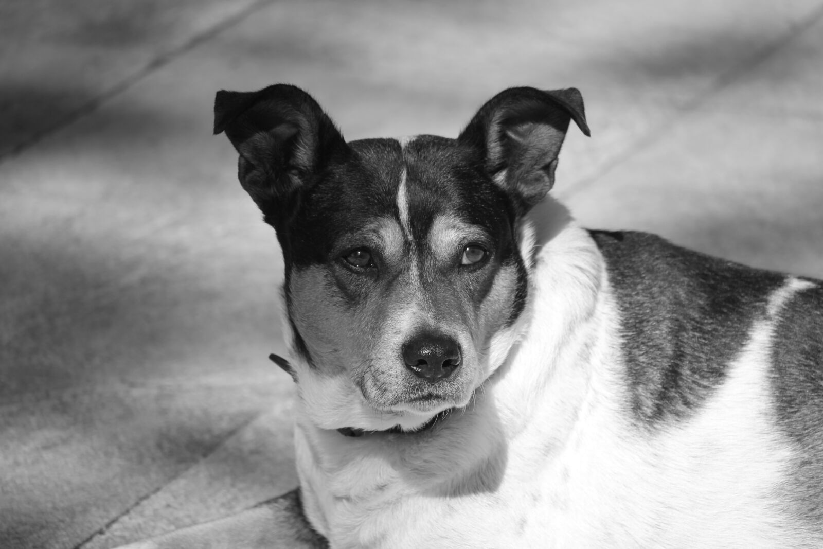 Canon EOS 550D (EOS Rebel T2i / EOS Kiss X4) sample photo. Dog, mongrel, terrier photography