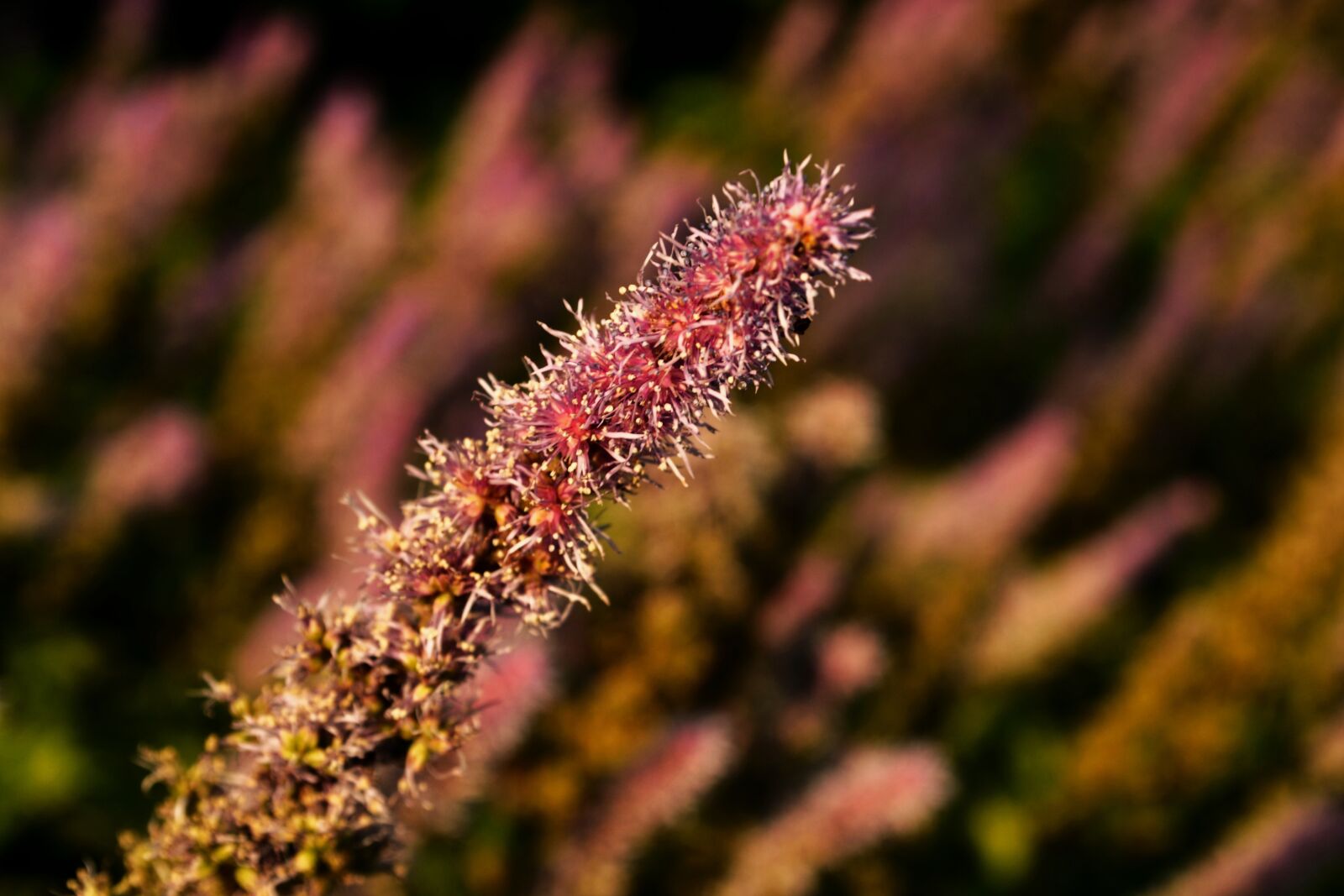 Nikon D3100 sample photo. Meadow, umbel, summer photography