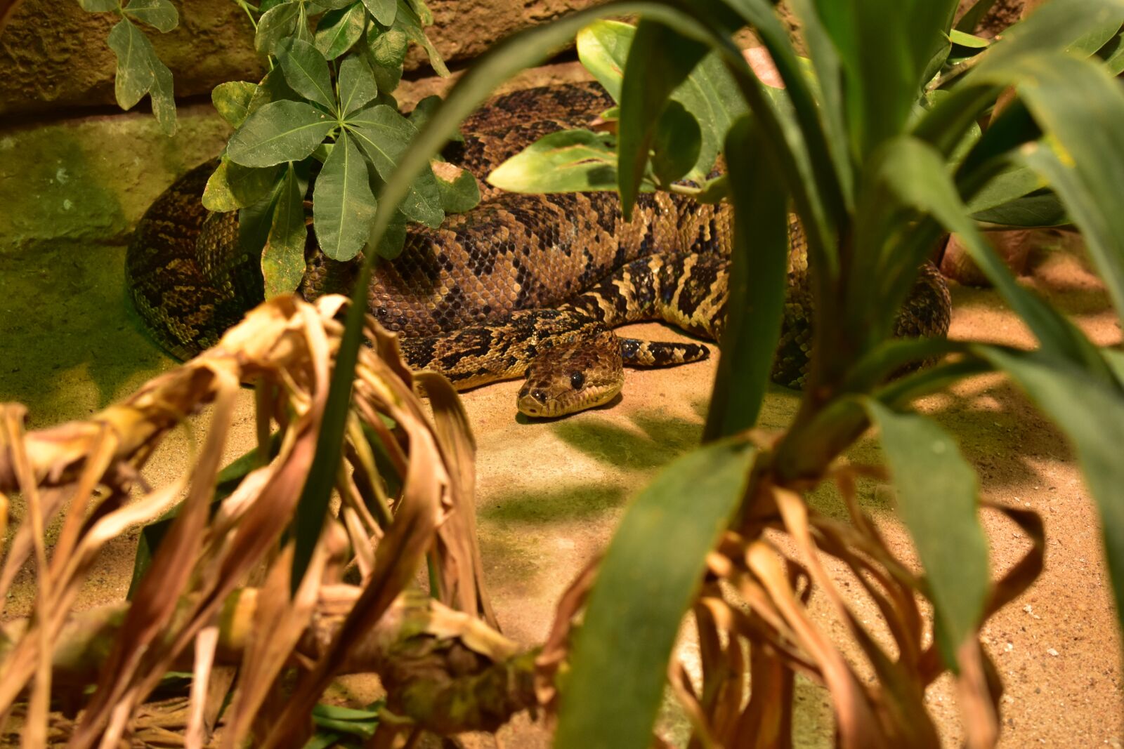 Nikon D3400 sample photo. Snake, reptile, animal photography