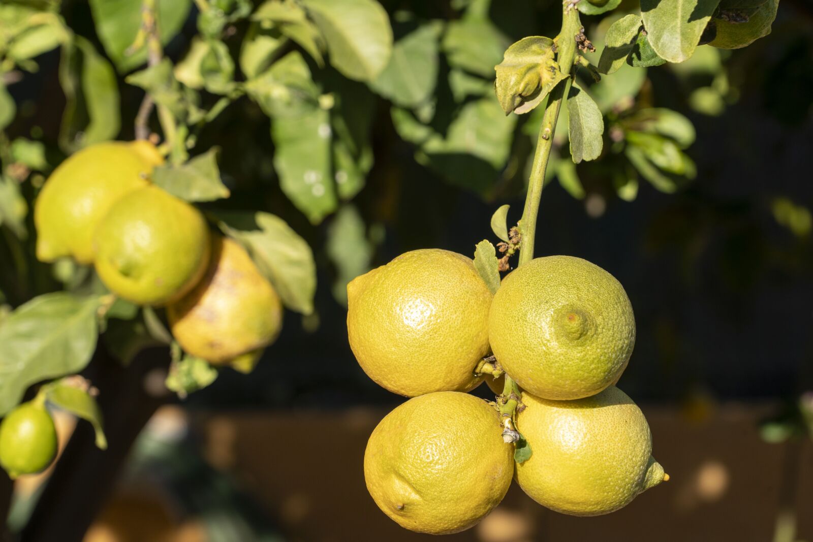 Sony a7R II + Sony FE 24-240mm F3.5-6.3 OSS sample photo. Fruit, lemon, life photography