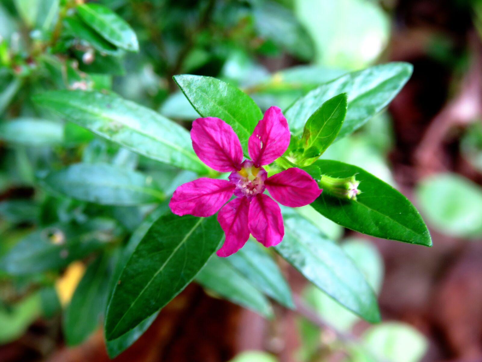 Canon PowerShot SX60 HS sample photo