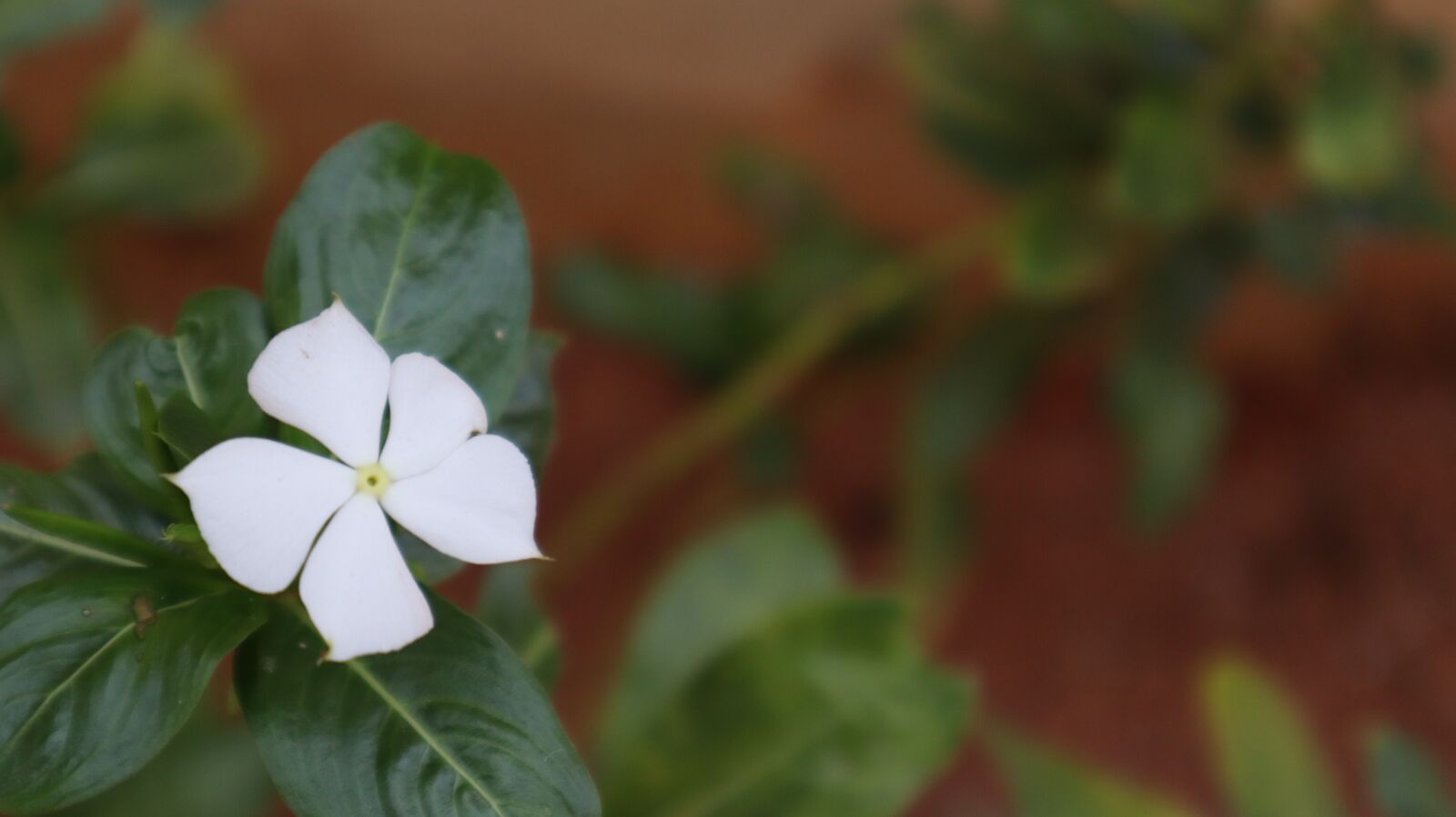 Canon EF-M 15-45mm F3.5-6.3 IS STM sample photo. Flower close macro shot photography