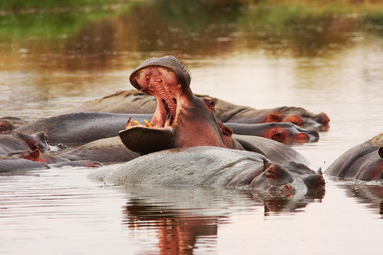 Canon EOS 40D sample photo. Safari, hippo, africa photography