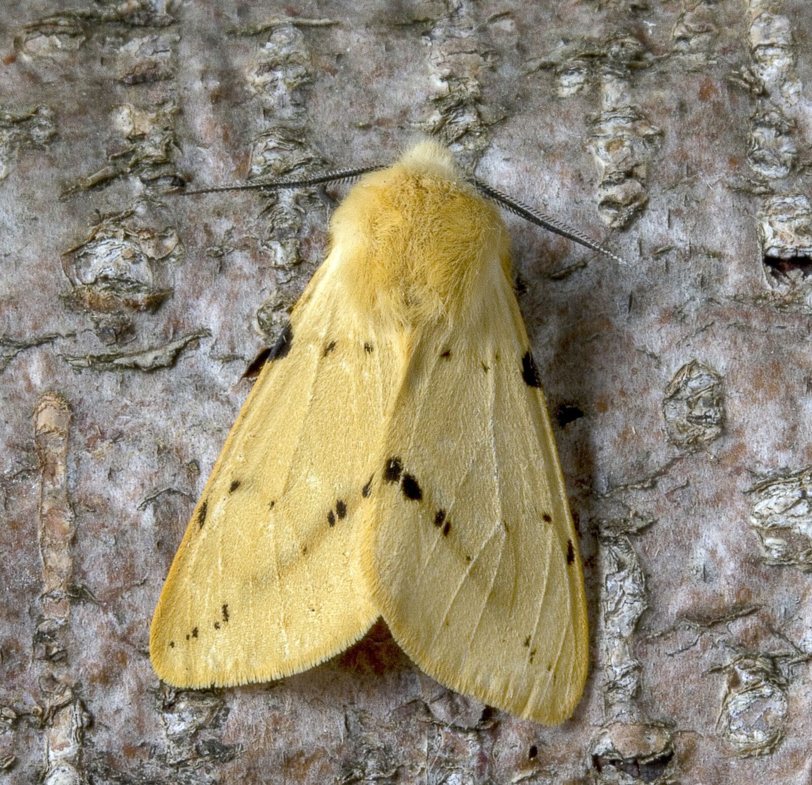 Canon EOS 400D (EOS Digital Rebel XTi / EOS Kiss Digital X) sample photo. Moth, buff-ermine, wings photography
