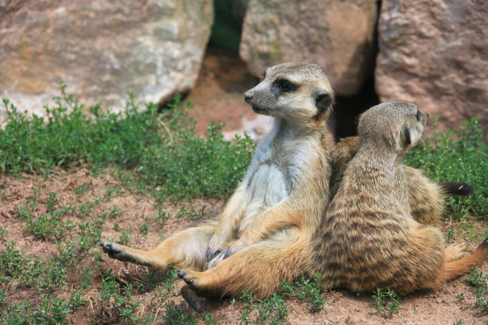 Canon EOS 500D (EOS Rebel T1i / EOS Kiss X3) sample photo. Meerkat, group, relax photography