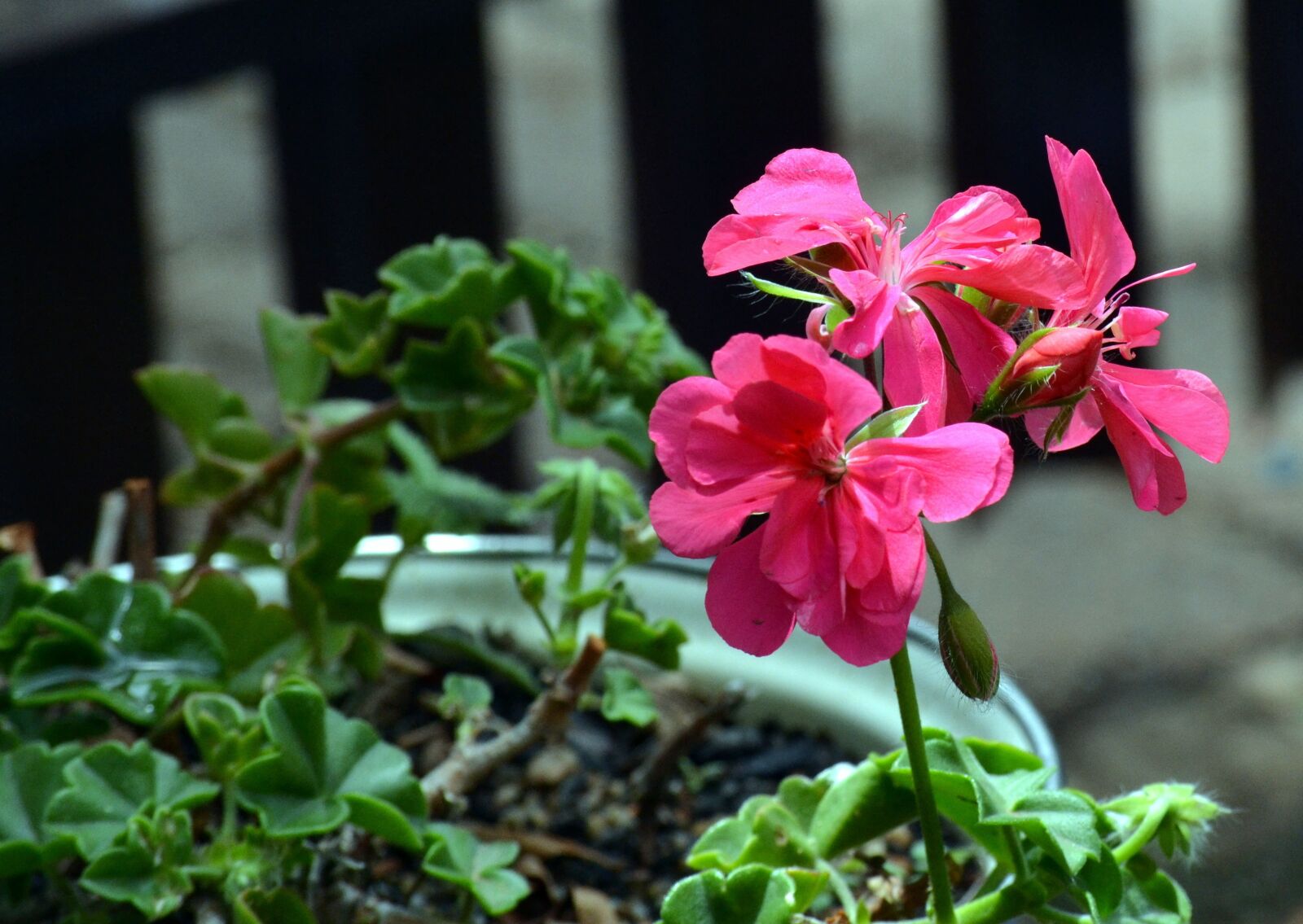 Nikon D3100 sample photo. Geranium, garden plant, blooming photography