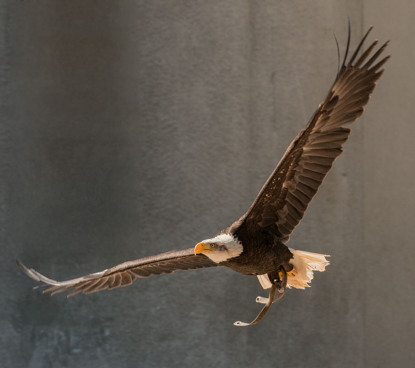 Nikon D800E sample photo. Eagle, predator, bird photography