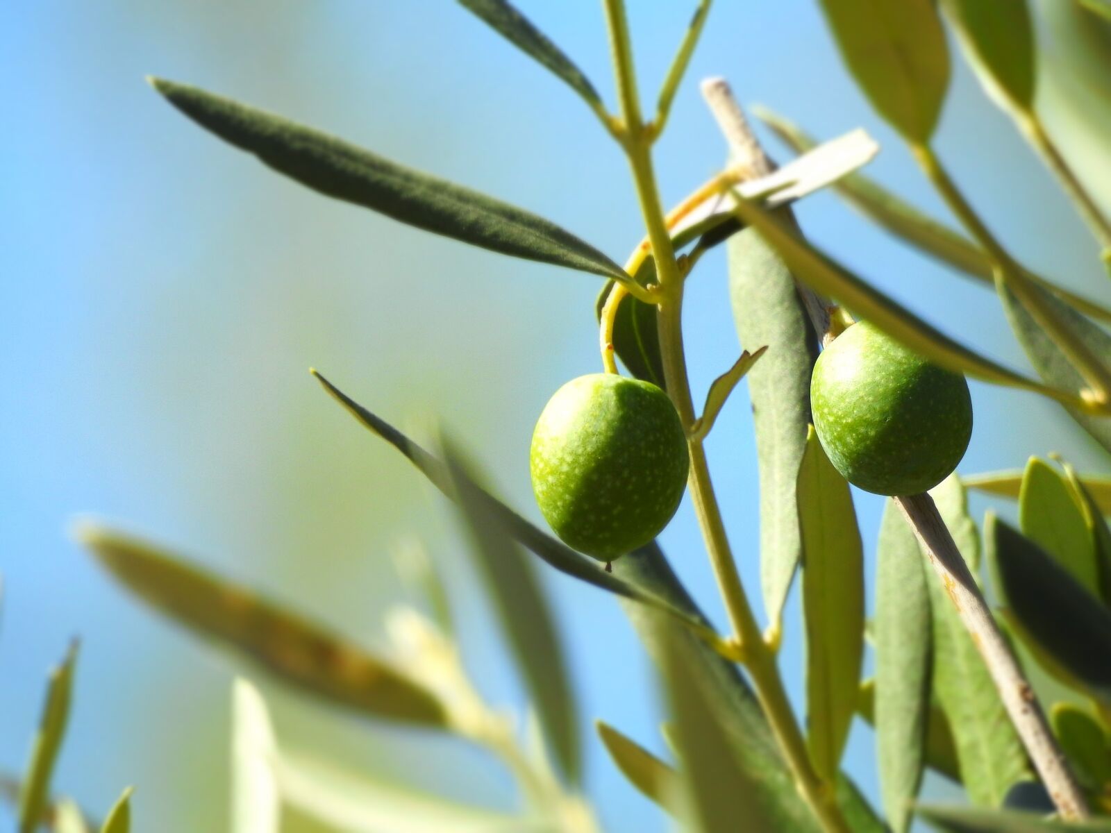 Nikon Coolpix P900 sample photo. Olive, olivier, olives photography