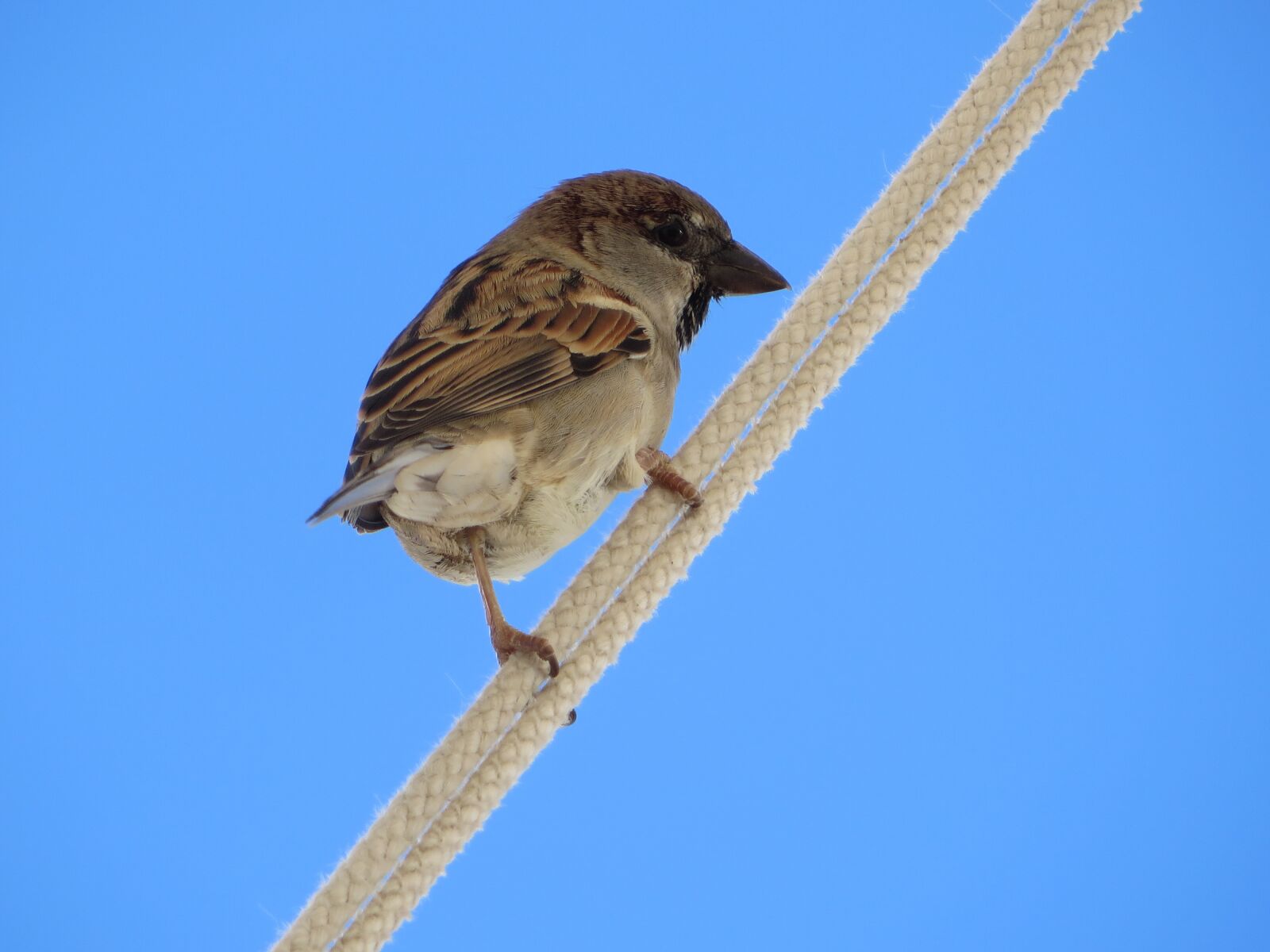 Canon PowerShot SX270 HS sample photo. Sparrow, bird, small photography