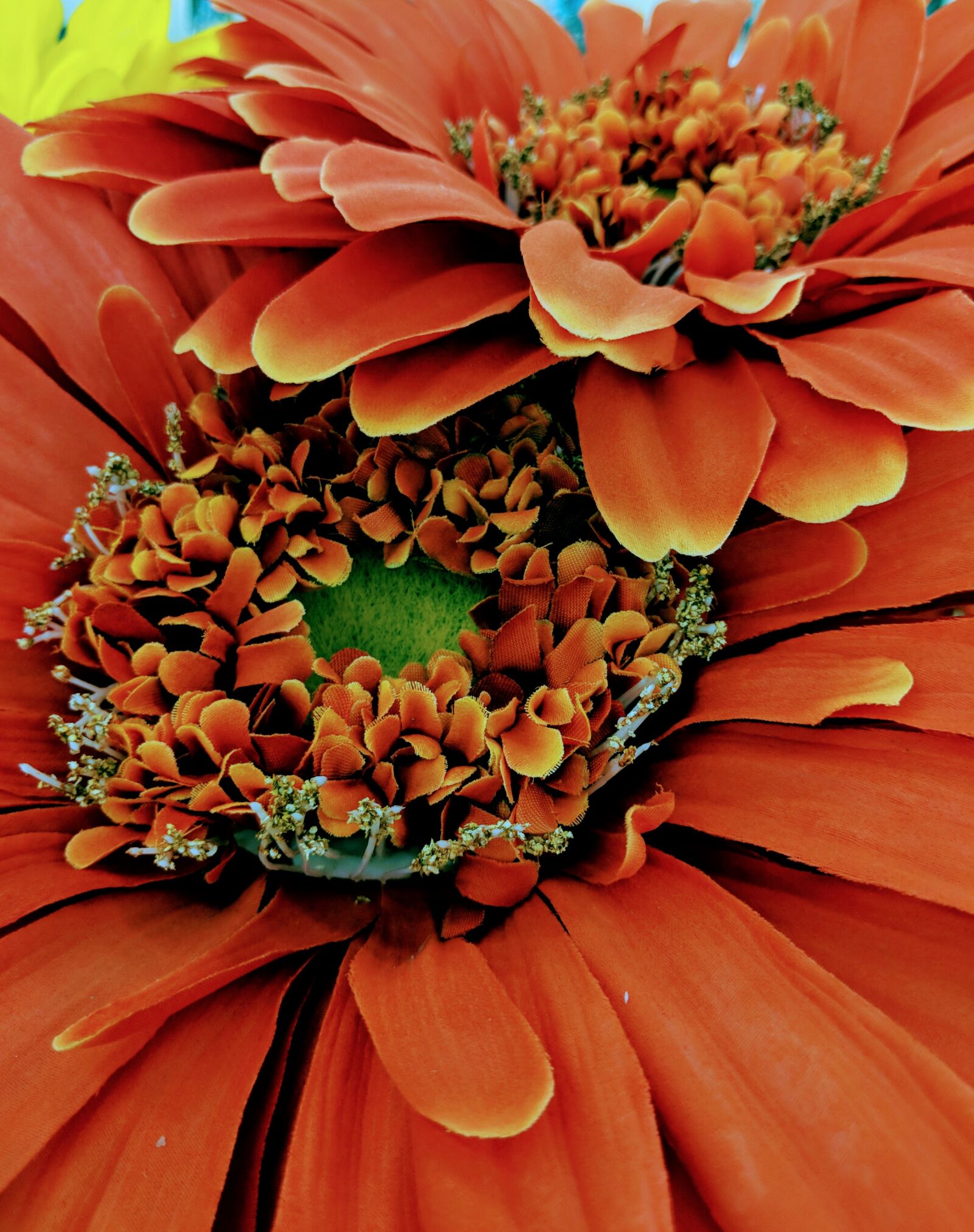 Google Pixel 2 sample photo. Orange, african, daisies photography