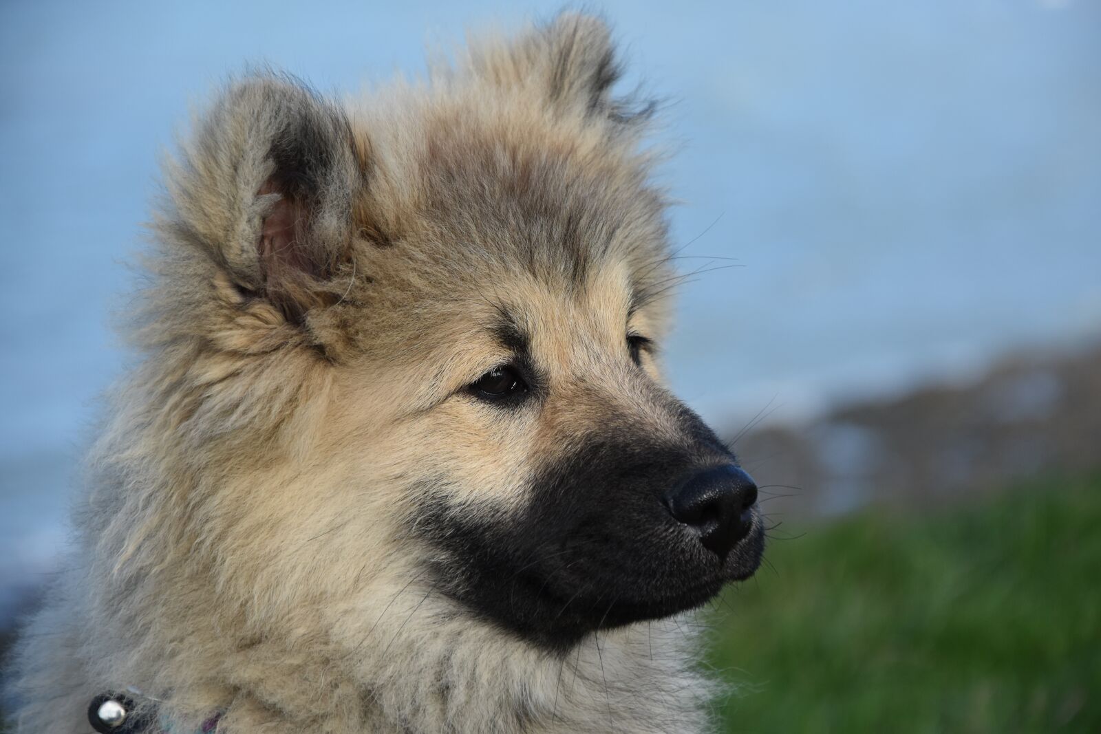 Nikon D5600 sample photo. Dog, dog portrait, dog photography