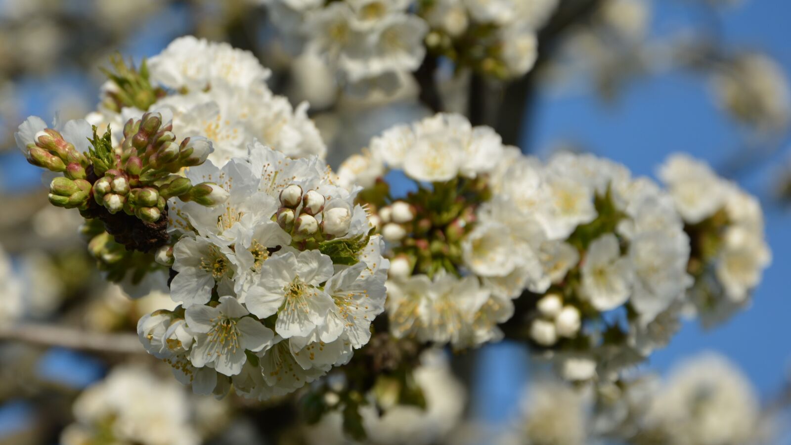 Nikon D7100 sample photo. Cherry, flower, sprig photography