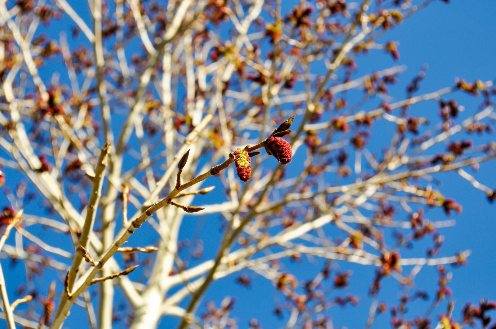 Nikon D90 sample photo. Tree, bloom, blossom photography