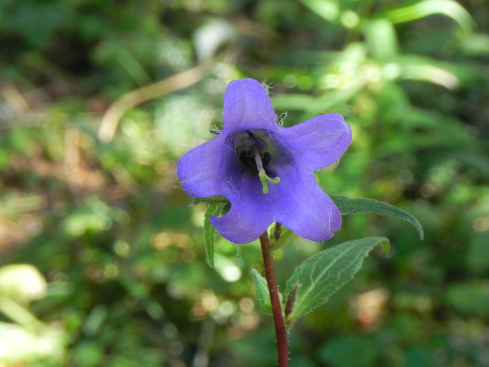 Nikon Coolpix P100 sample photo. Purple, flower, nature photography